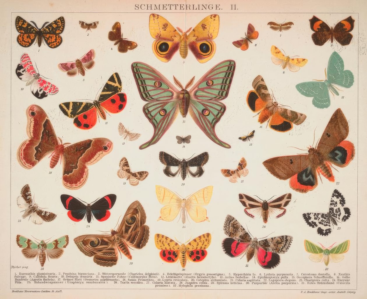 Motyle. II. autorstwa A. Reichert