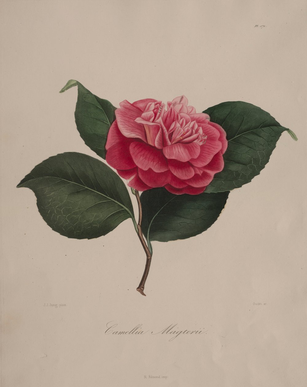Ikonografia rodzaju kamelia: nr 171, 1839-1843. autorstwa Abbé Laurent Berlèse