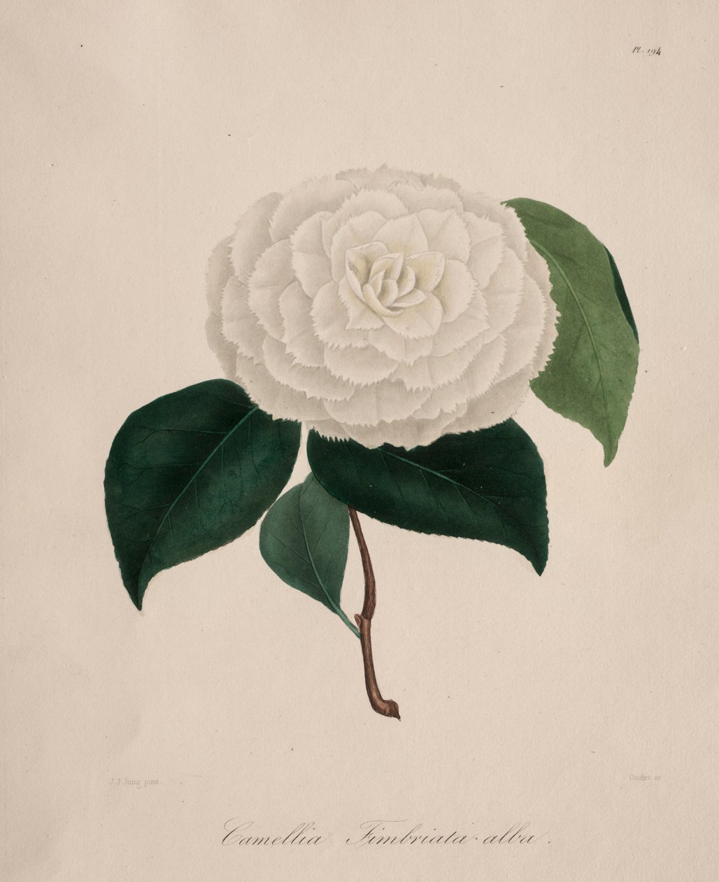 Ikonografia rodzaju kamelii: nr 194, 1839-1843. autorstwa Abbé Laurent Berlèse