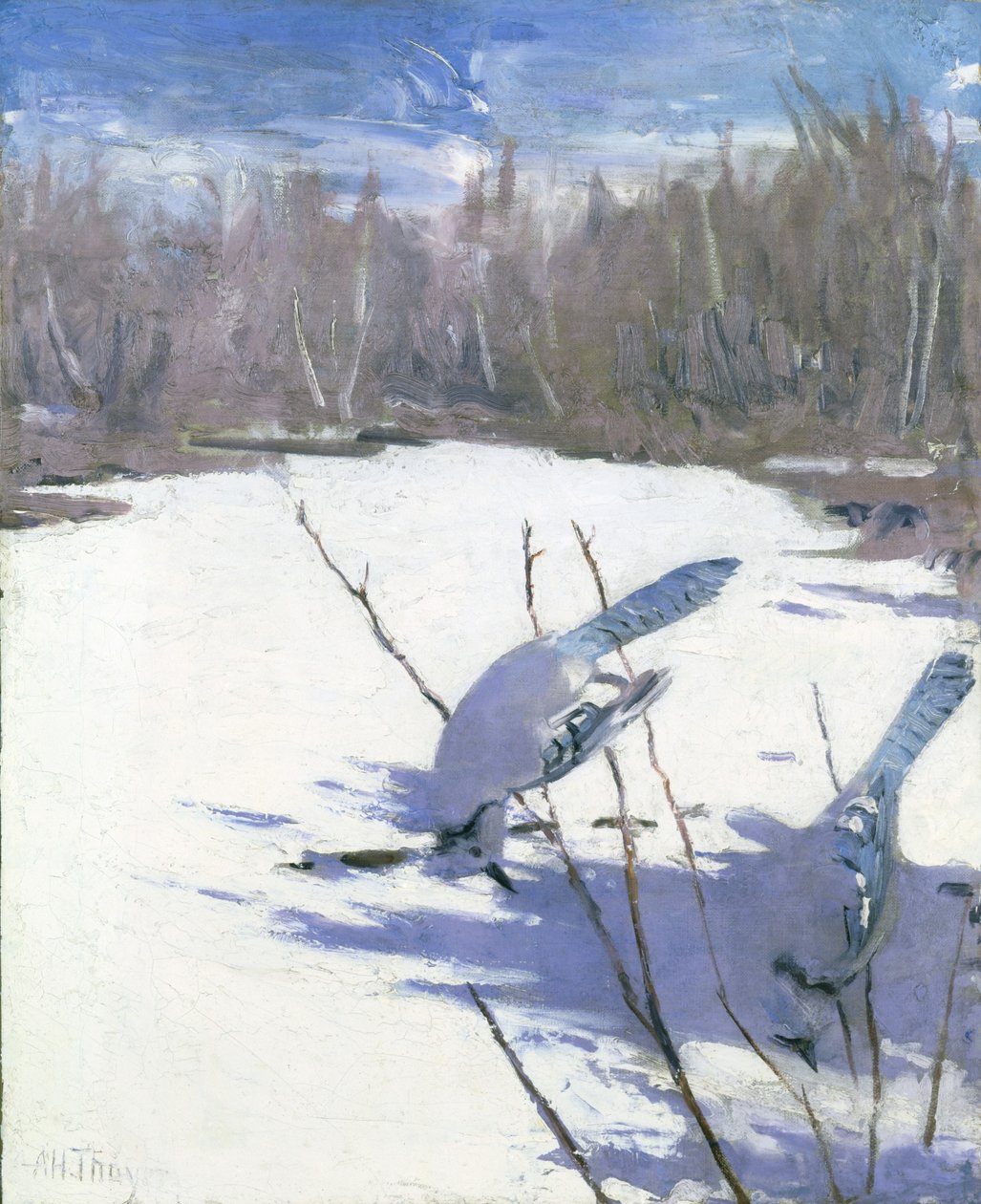 Blue Jays in Winter, opracowanie do książki Concealing Coloration in the Animal Kingdom autorstwa Abbott Handerson Thayer