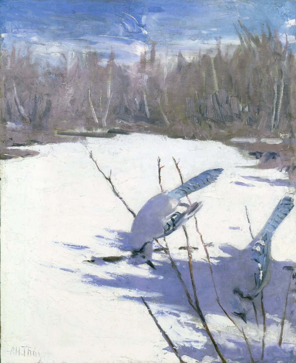 Blue Jays in Winter, studium do książki Ukrywanie zabarwienia w królestwie zwierząt, ca. 1905-1909. autorstwa Abbott Handerson Thayer