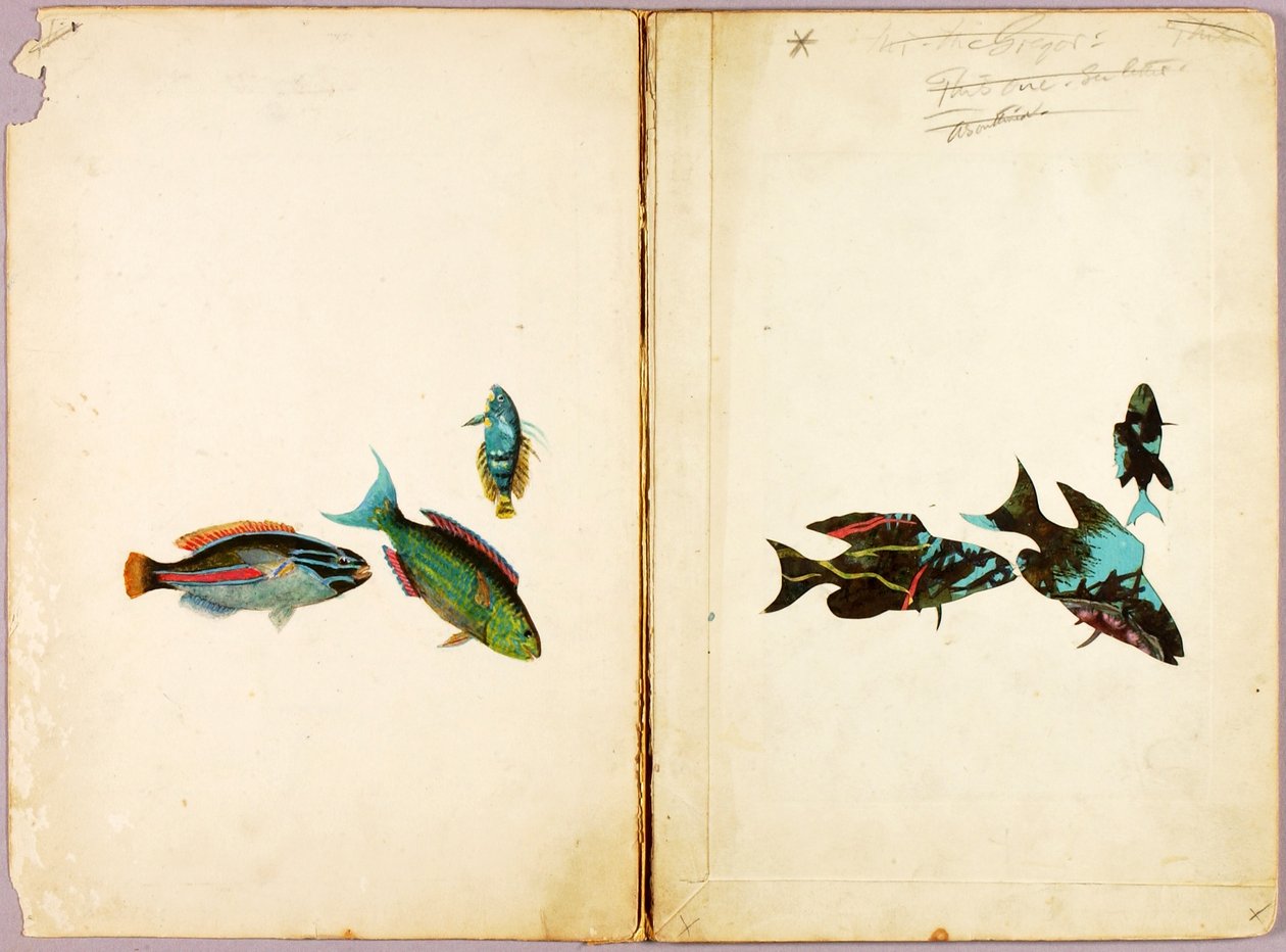 RYBY, teczka studiów do książki Concealing Coloration in the Animal Kingdom autorstwa Abbott Handerson Thayer