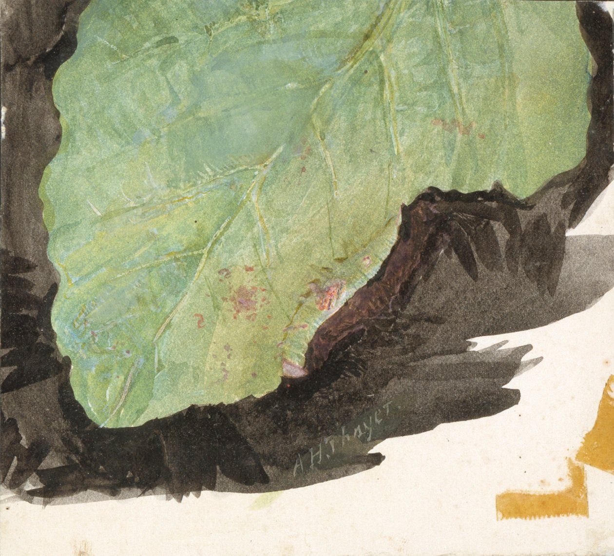 Heterocampa Biundata, Walker, studium do książki Concealing Coloration in the Animal Kingdom, b.d. autorstwa Abbott Handerson Thayer