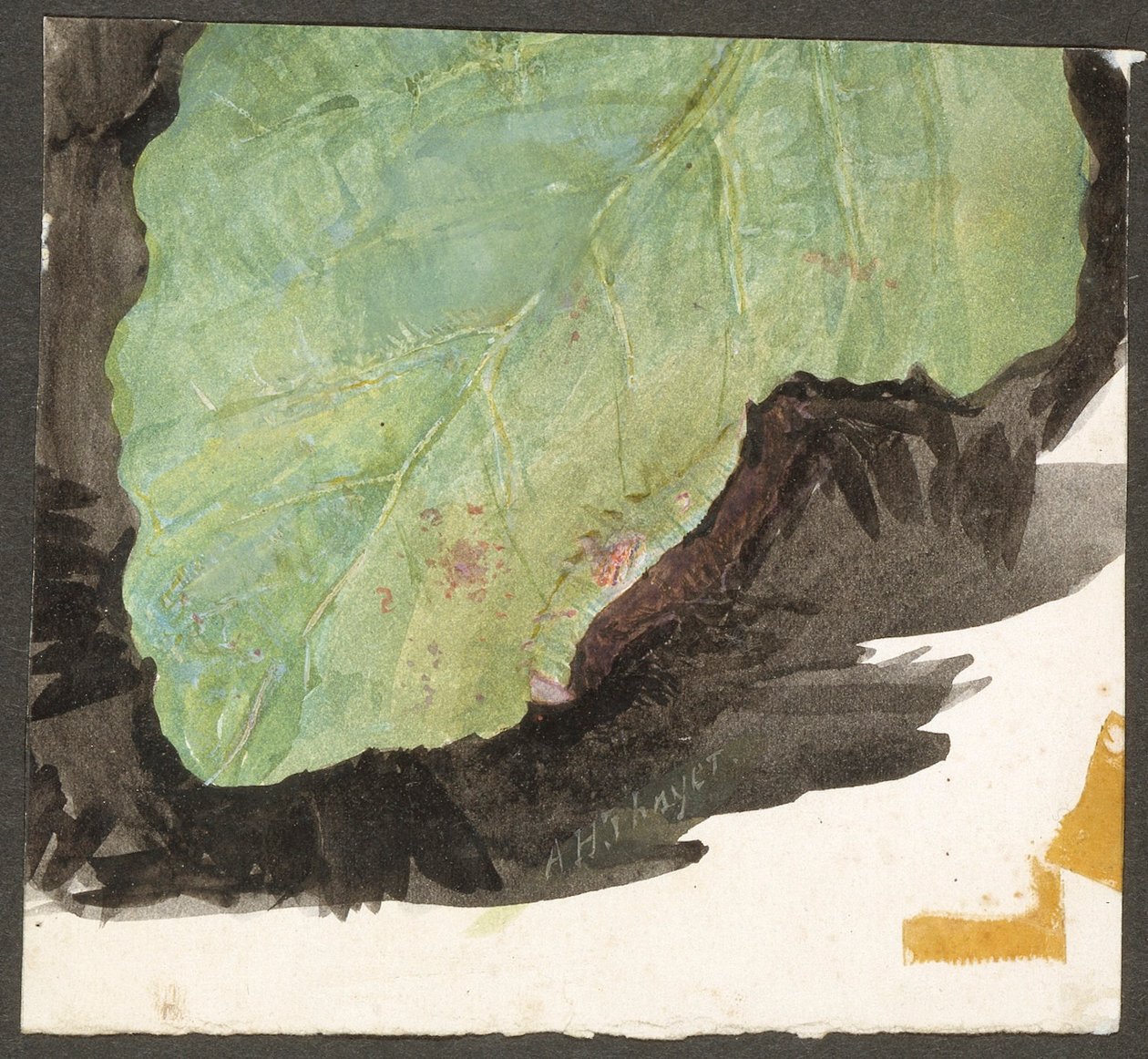 Heterocampa Biundata, Walker, opracowanie do książki Concealing Coloration in the Animal Kingdom autorstwa Abbott Handerson Thayer