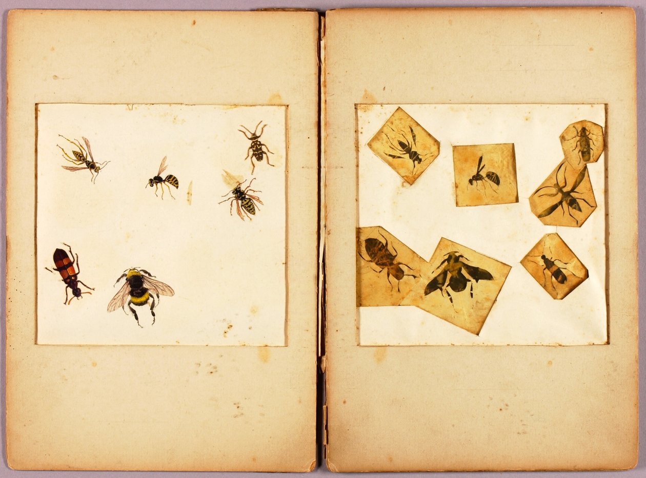 INSEKTEN--Farbig (Beste Hummeln...), Studienmappe für das Buch Concealing Coloration in the Animal Kingdom autorstwa Abbott Handerson Thayer