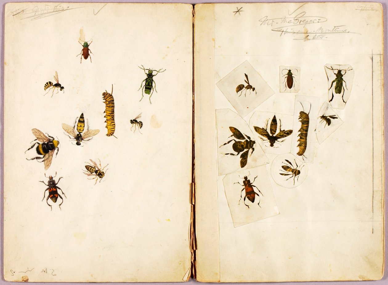 Owady - barwne, teczka studialna do książki Concealing Coloration in the Animal Kingdom autorstwa Abbott Handerson Thayer