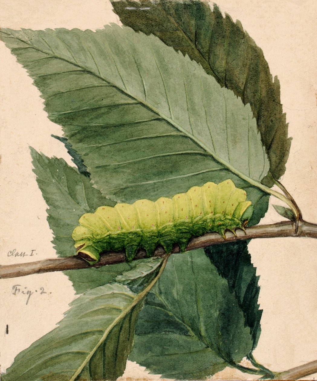 Lunar Caterpillar, studium do książki Concealing Coloration in the Animal Kingdom, b.d. autorstwa Abbott Handerson Thayer