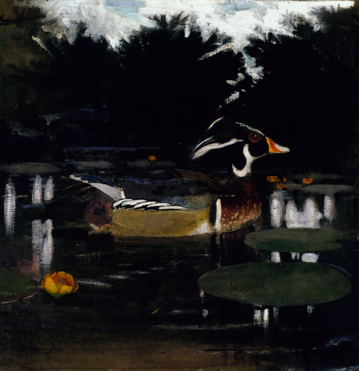 Male Wood Duck in a Forest Pool, studium do książki Concealing Coloration in the Animal Kingdom, c1905-1 autorstwa Abbott Handerson Thayer