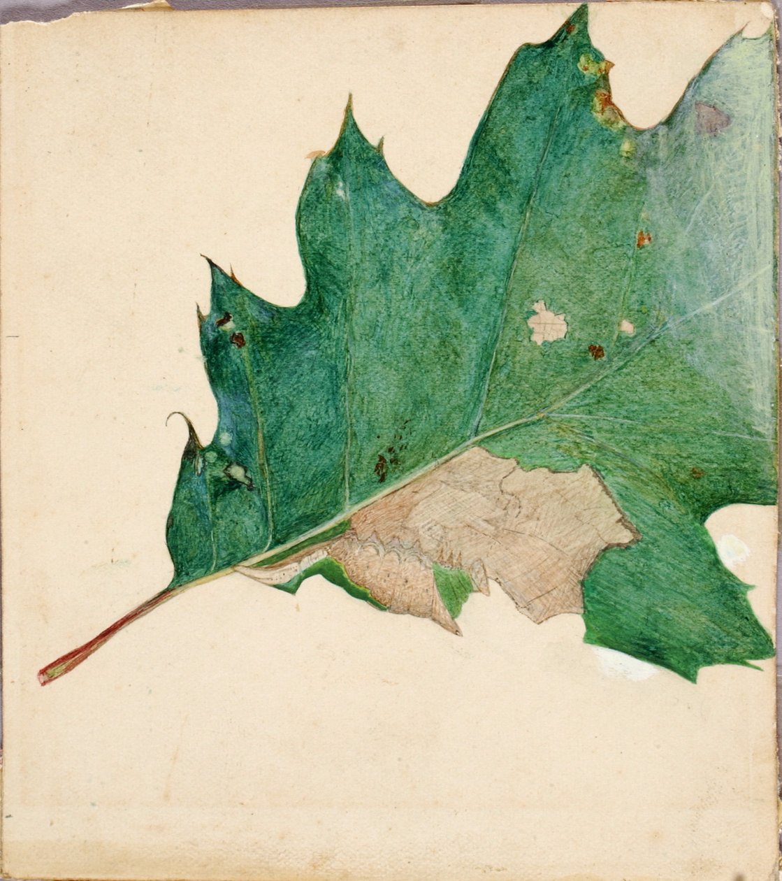Oligocentra Lignicolor, Walker, studium do książki Concealing Coloration in the Animal Kingdom. autorstwa Abbott Handerson Thayer