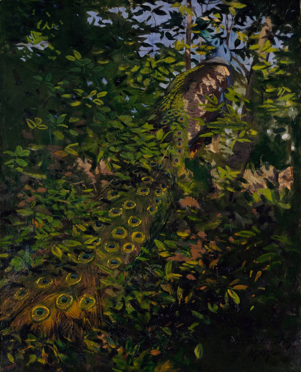 Paw w lesie, studium do książki Concealing Coloration in the Animal Kingdom autorstwa Abbott Handerson Thayer