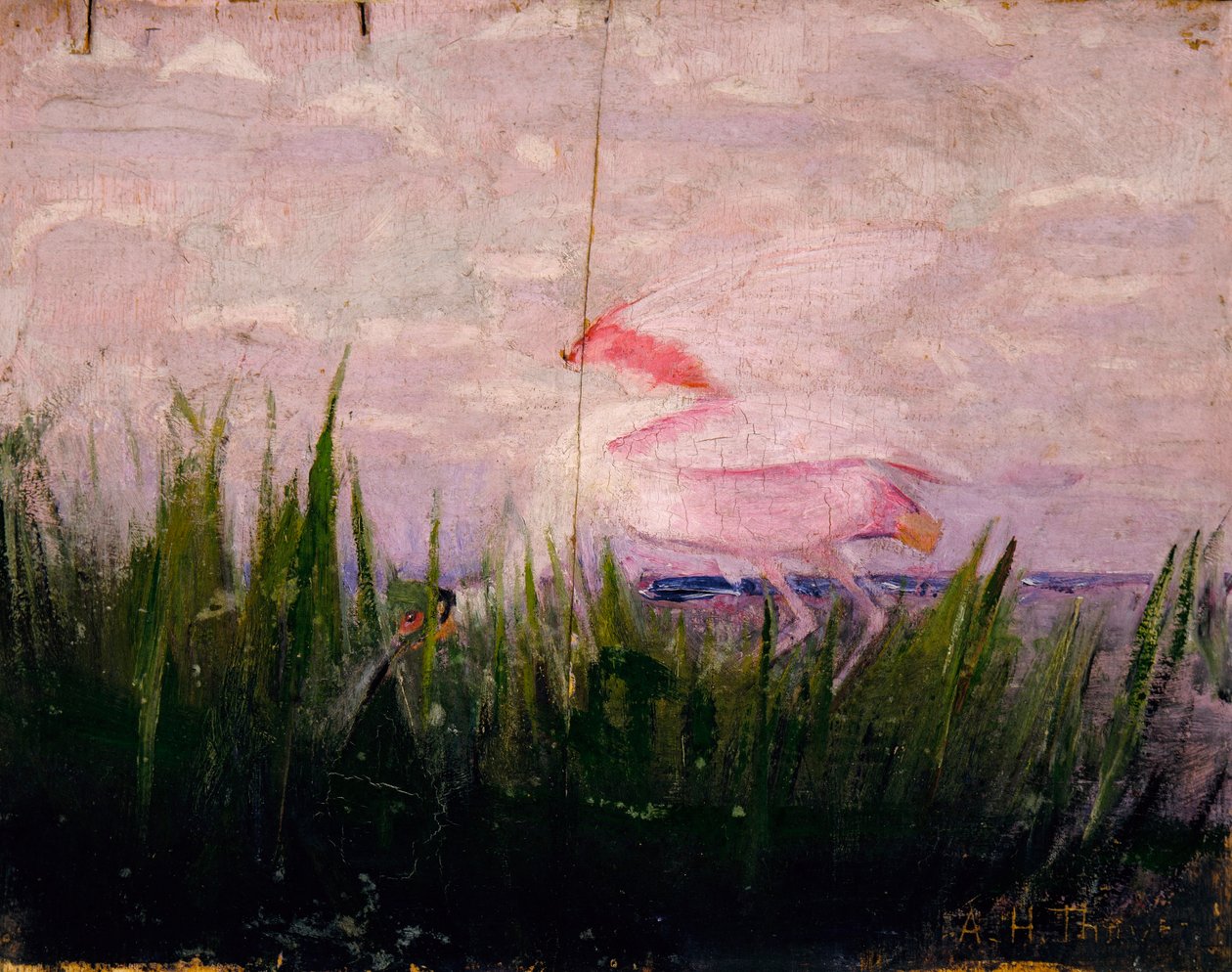 Roseate Spoonbill, opracowanie do książki Concealing Coloration in the Animal Kingdom autorstwa Abbott Handerson Thayer