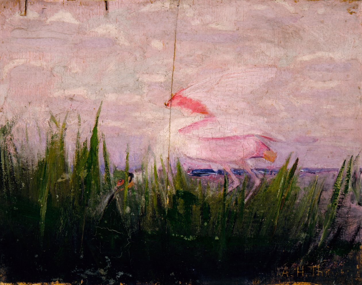 Warzęcha różowa, studium do książki Ukrywanie zabarwienia w królestwie zwierząt, ca. 1905-1909. autorstwa Abbott Handerson Thayer
