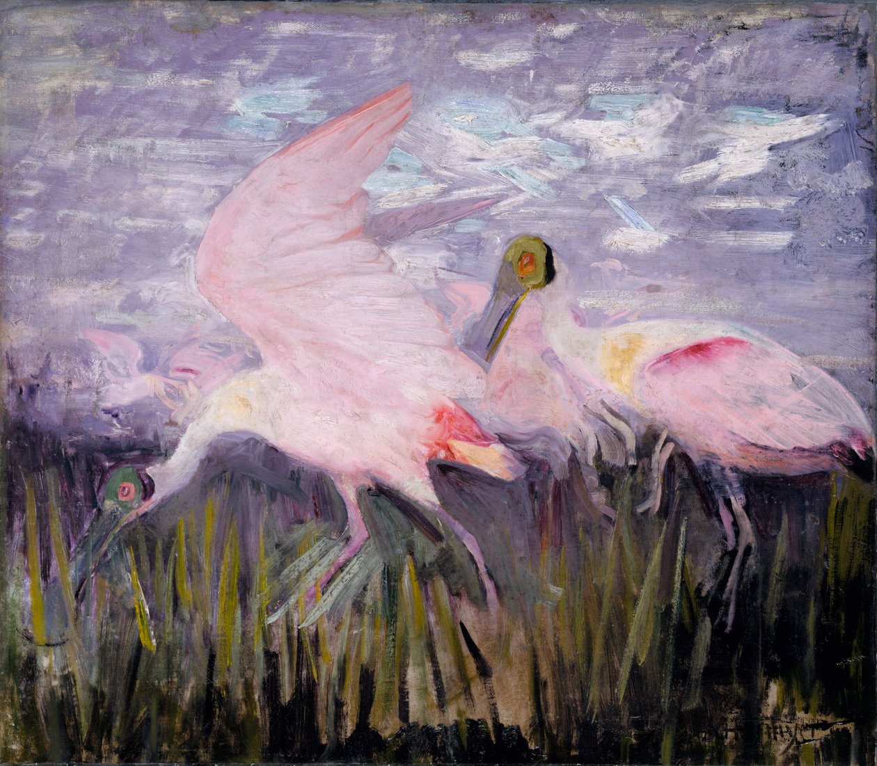 Warzęcha różowa, studium do książki Ukrywanie zabarwienia w królestwie zwierząt, ca. 1905-1909. autorstwa Abbott Handerson Thayer