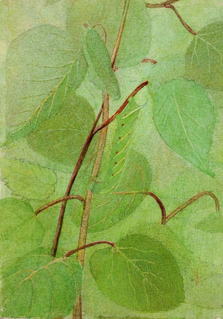 Gąsienica sfinksa, opracowanie do książki Concealing Coloration in the Animal Kingdom autorstwa Abbott Handerson Thayer