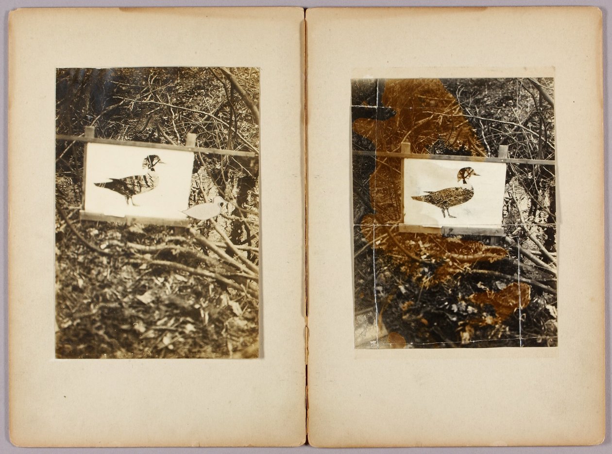 Kaczki szablonowe, folder edukacyjny do książki Concealing Coloration in the Animal Kingdom autorstwa Abbott Handerson Thayer