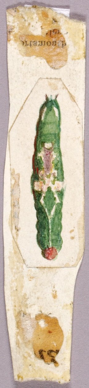 Gąsienica White Birch Leaf Edge, opracowanie do książki Concealing Coloration in the Animal Kingdom autorstwa Abbott Handerson Thayer
