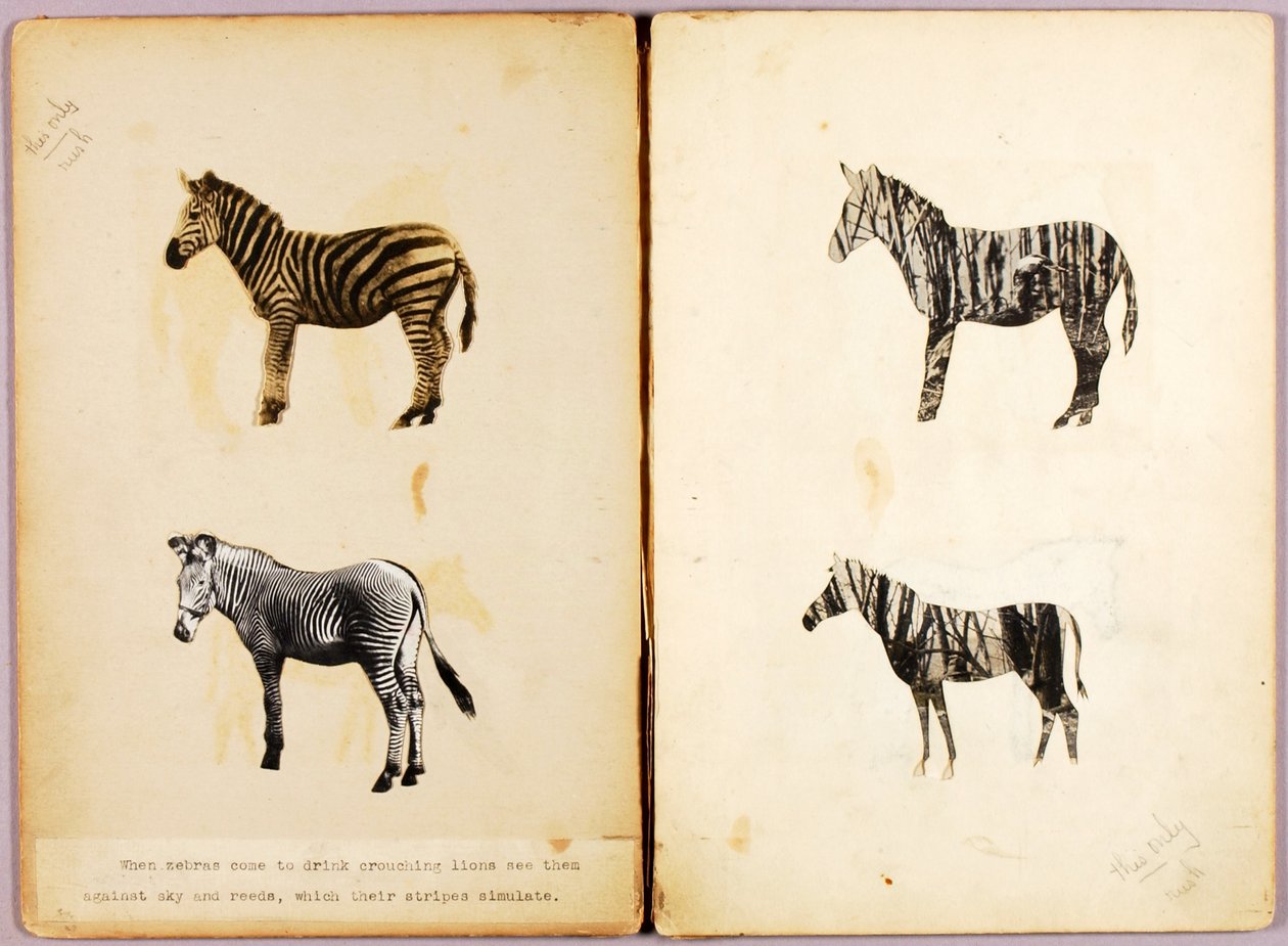 Zebry, folder edukacyjny do książki Concealing Coloration in the Animal Kingdom autorstwa Abbott Handerson Thayer