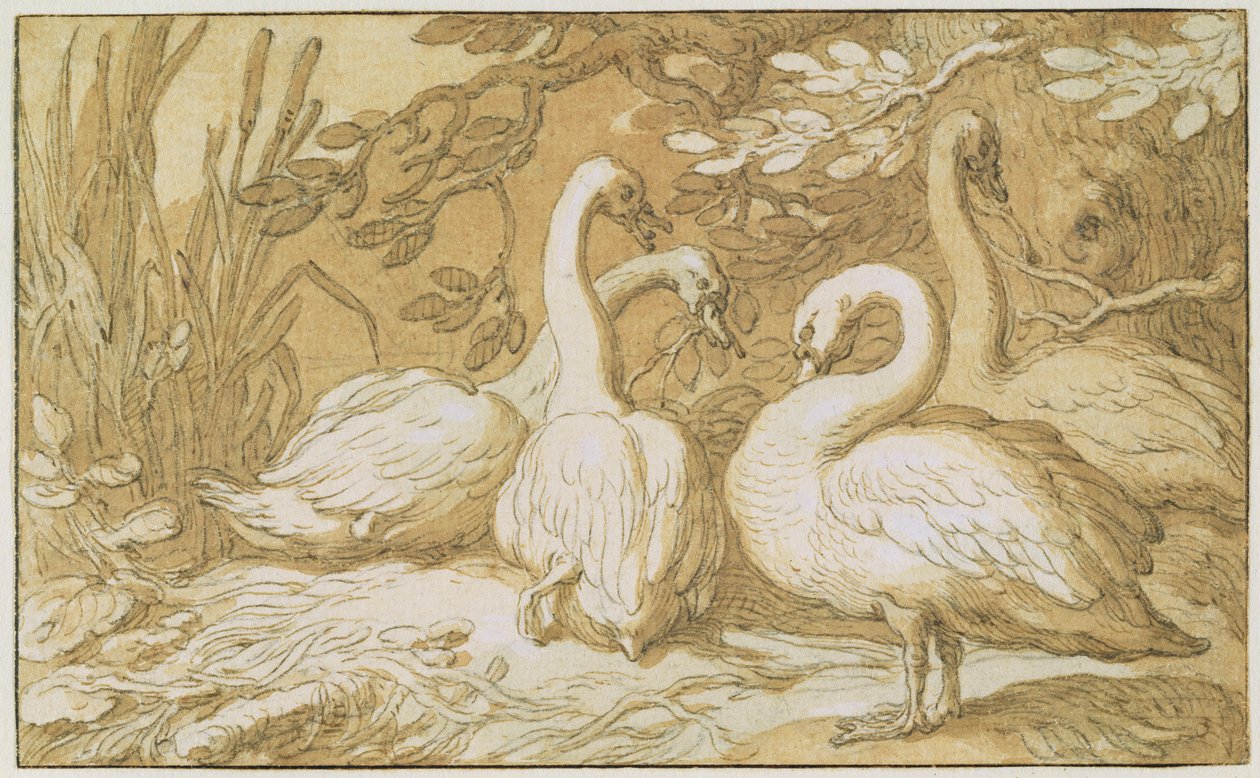 Grupa łabędzi (pióro i pranie oraz kolor ciała na papierze) autorstwa Abraham Bloemaert