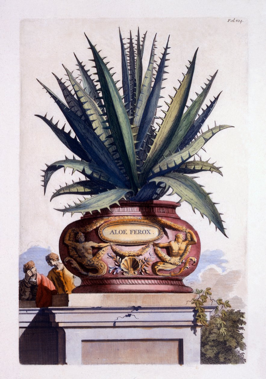 Aloe Ferox, z „Phytographia Curiosa”, wydana w 1702 r. autorstwa Abraham Munting