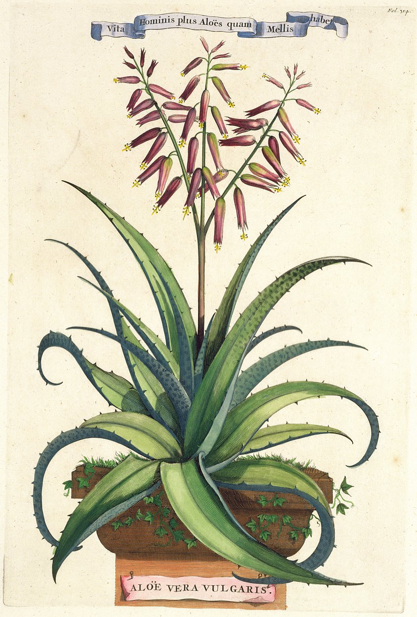 Aloe Vera Vulgaris, z "Phytographia Curiosa", opublikowanej w 1702 r. autorstwa Abraham Munting
