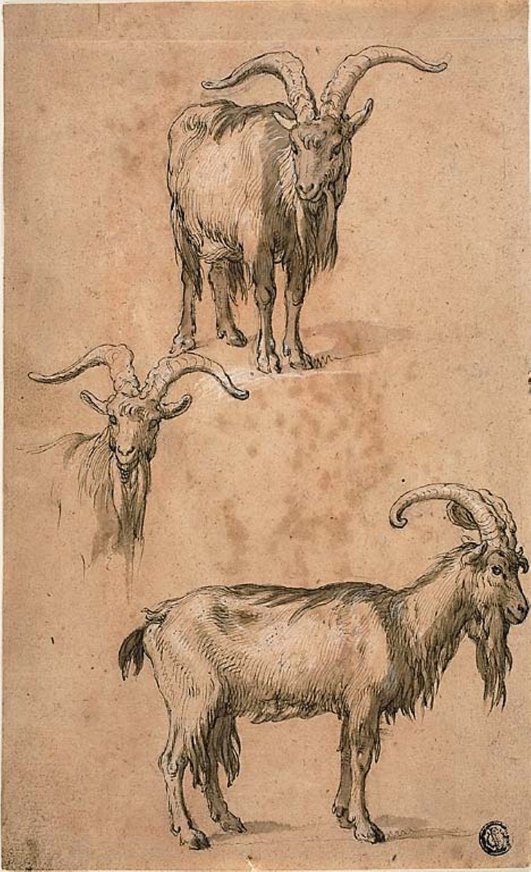 Trzy szkice kozy (recto) Draperia stojącej postaci kobiecej (verso) autorstwa Abraham Bloemaert
