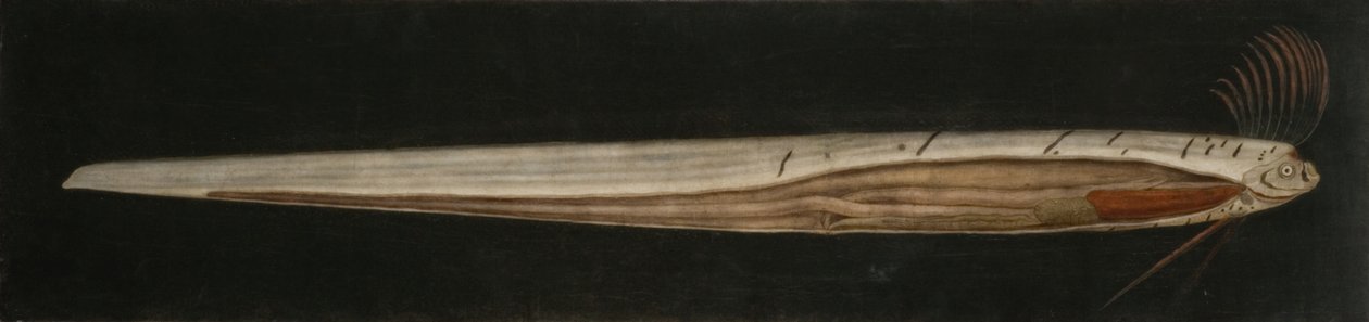  autorstwa Abraham Bruiningh van Worrell