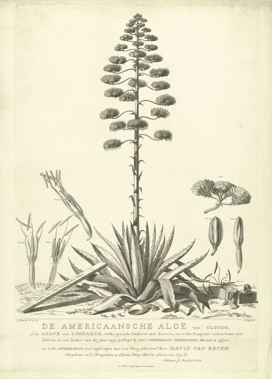 Kwitnący aloes amerykański, 1757 Amerykański aloes Clusius lub agawa Linneusza (...) Po rozkwicie latem roku 1757 Jac: Schuurmans Stkehooven, Florist in Leiden (tytuł na obiekcie) autorstwa Abraham Delfos