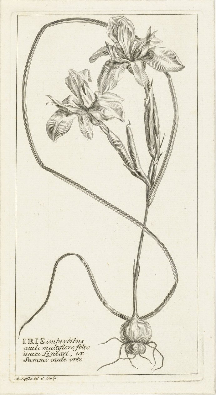Irys autorstwa Abraham Delfos