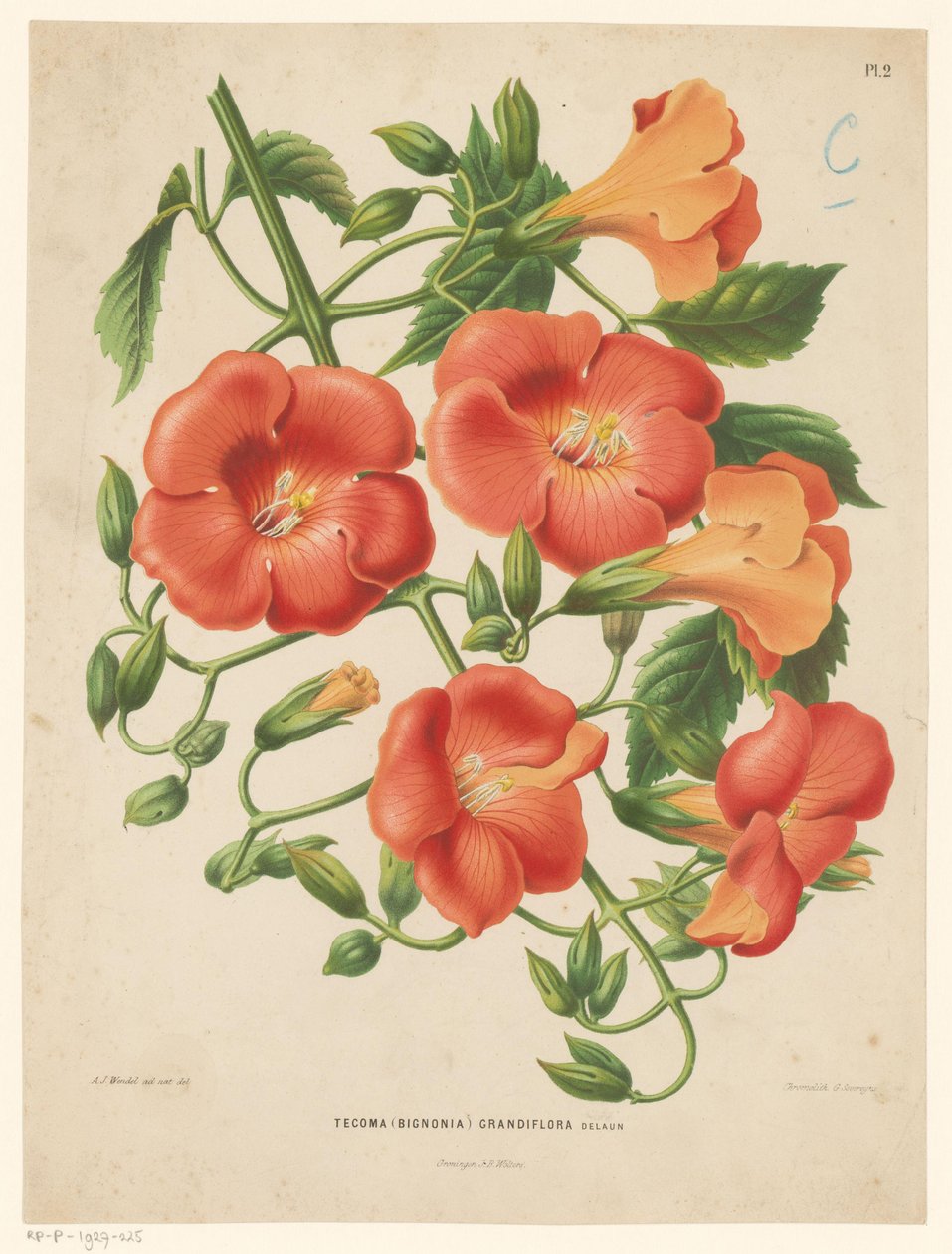 Bignonia Tecoma (bignonia) grandiflora (tytuł na obiekcie) autorstwa Abraham Jacobus Wendel