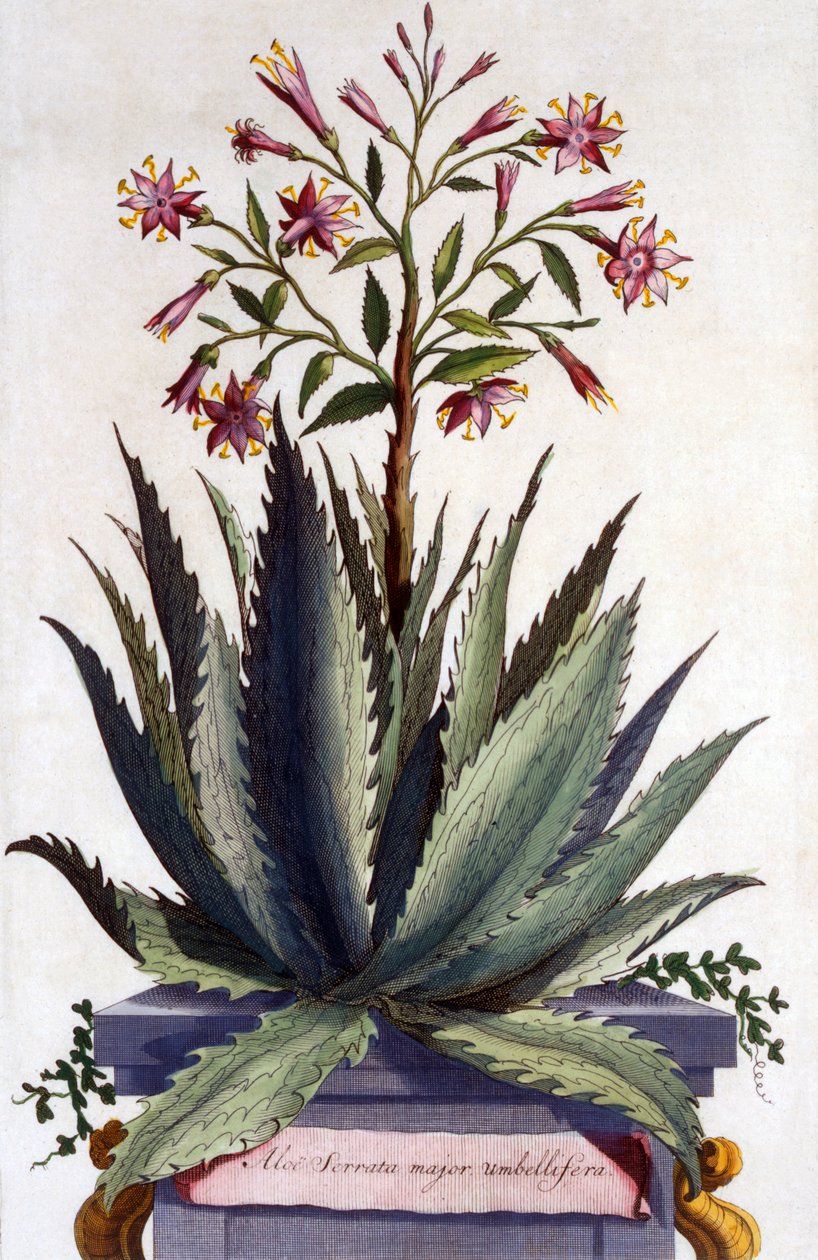 Aloe Serrata major umbellifera, z „Phytographia Curiosa”, opublikowana w 1702 r. autorstwa Abraham Munting