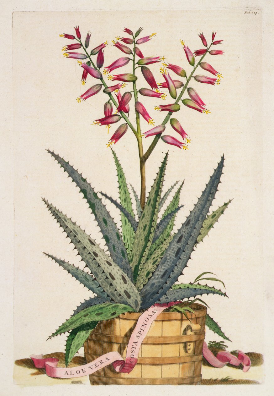 Aloe Vera Costa Spinosa, z 
