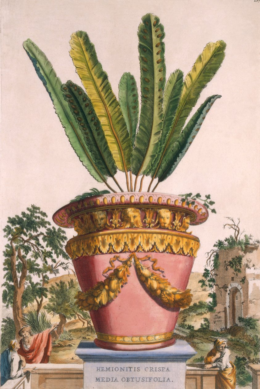 Hemionitis Crispa Media Obtusifolia, z "Phytographia Curiosa", opublikowanej w 1702 r. autorstwa Abraham Munting