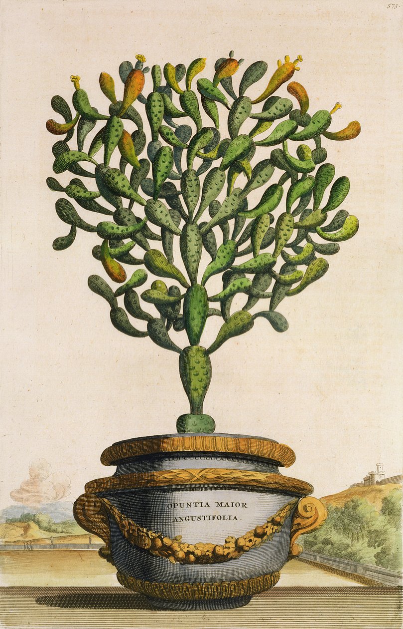 Opuntia Maior Augustifolia, z Phytographia Curiosa, opublikowana w 1702 r. autorstwa Abraham Munting