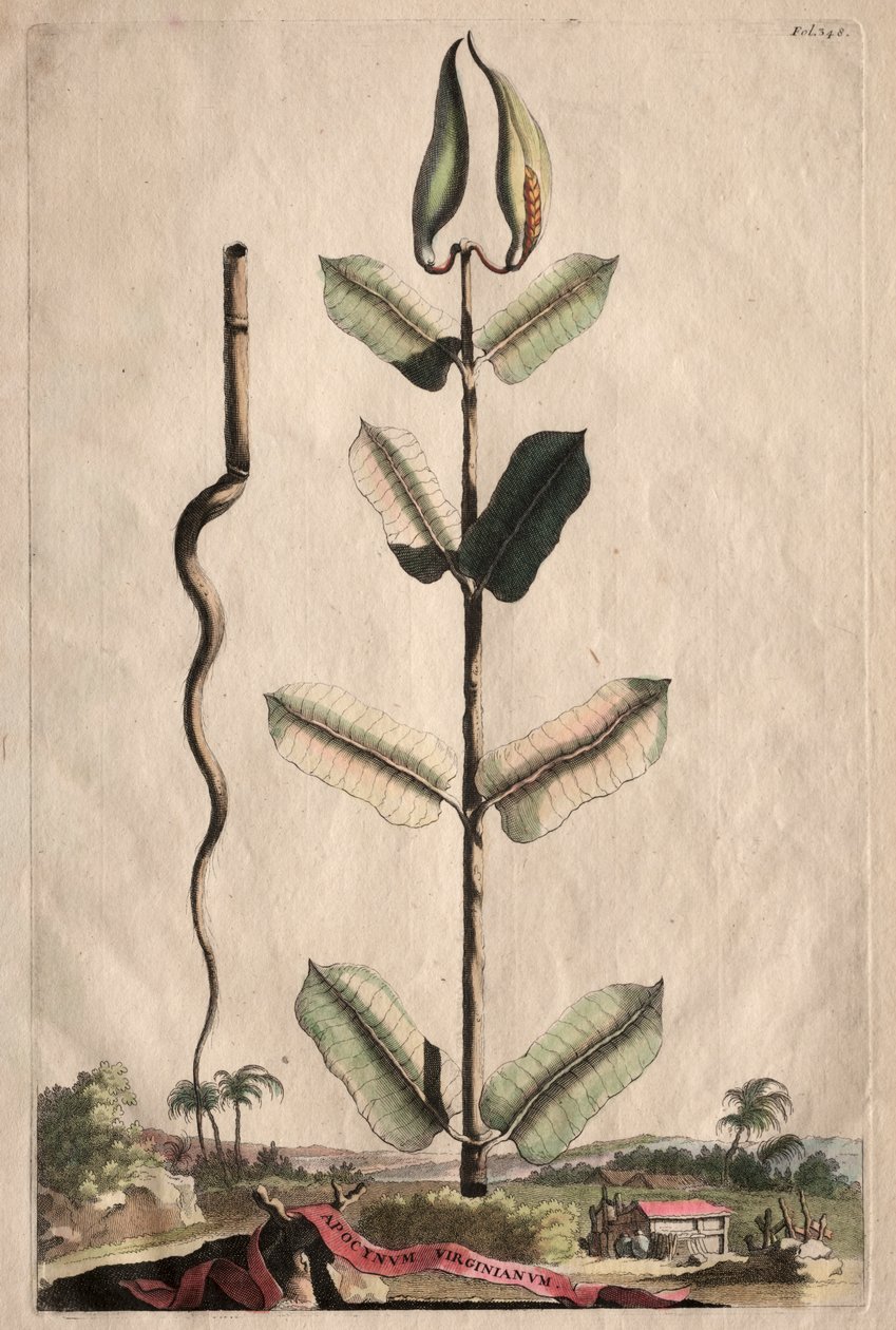 Ciekawa fitografia: Virginian Apocynum autorstwa Abraham Munting