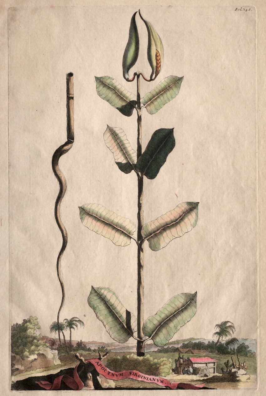Ciekawa fitografia: Apocynum Virginianum autorstwa Abraham Munting