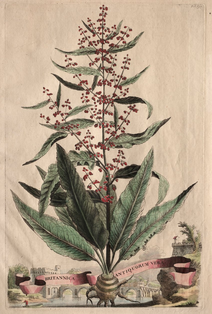 Ciekawa fitografia autorstwa Abraham Munting