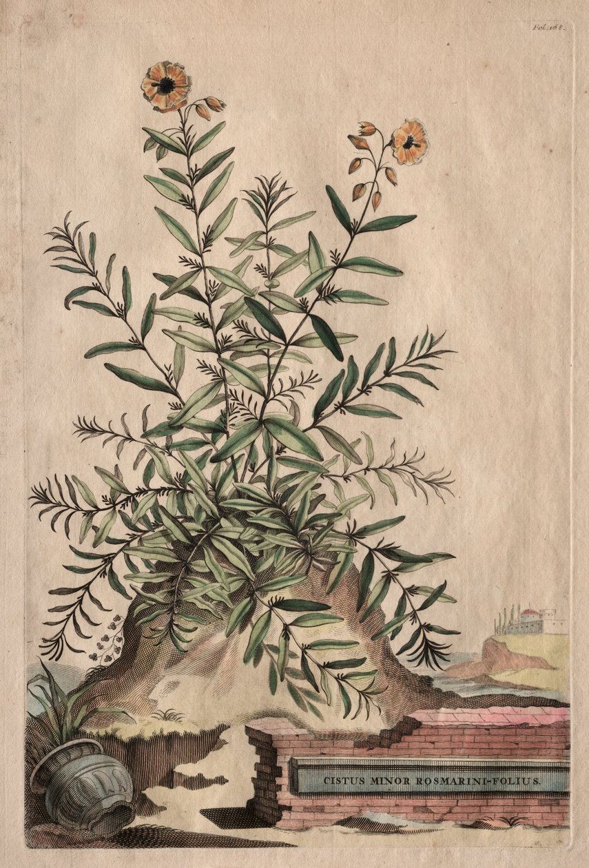 Ciekawa fitografia: Cistus Minor Rosmarini-Folius autorstwa Abraham Munting