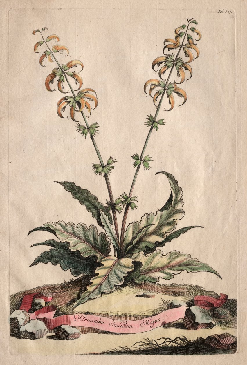 Phytographia Curiosa: większy indyjski horminus autorstwa Abraham Munting