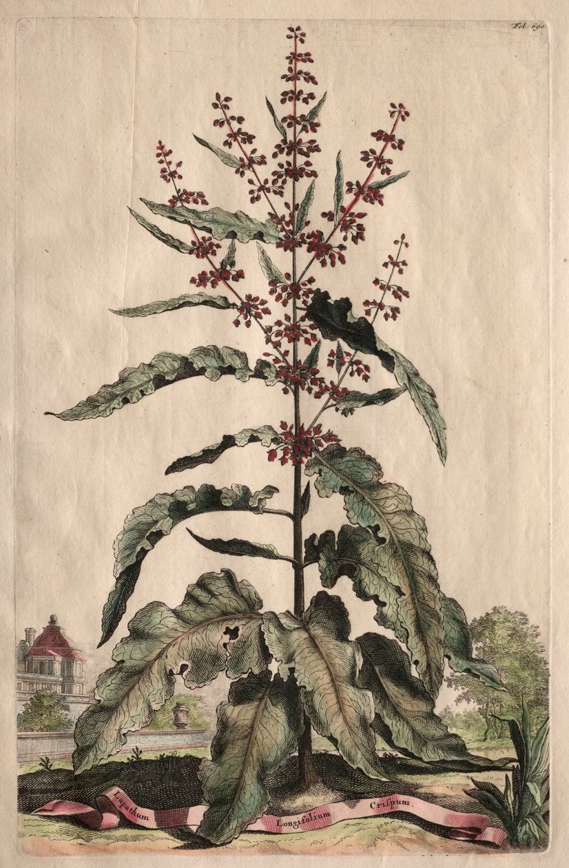 Ciekawa fitografia: Lapathum Longifolium Curlum autorstwa Abraham Munting