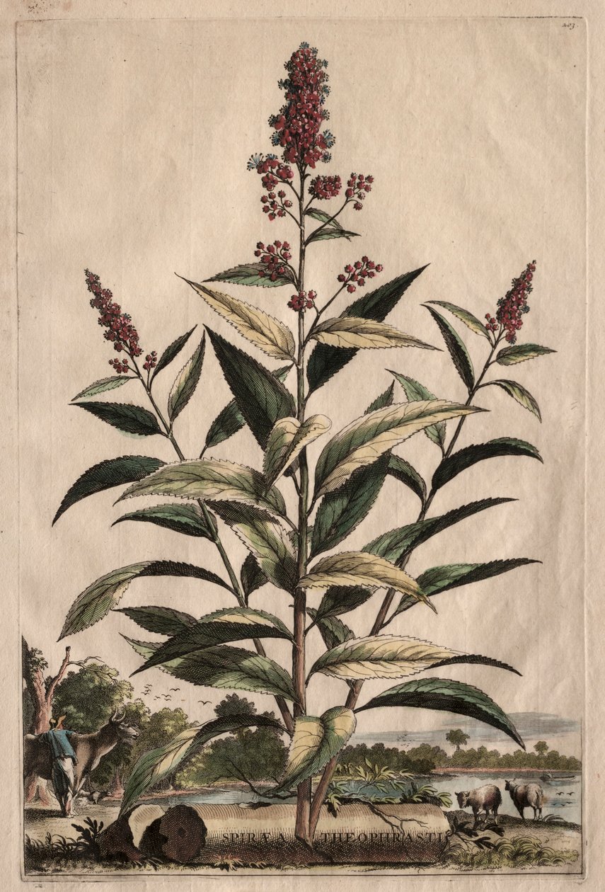 Ciekawa fitografia: Spirea Theophrastus autorstwa Abraham Munting