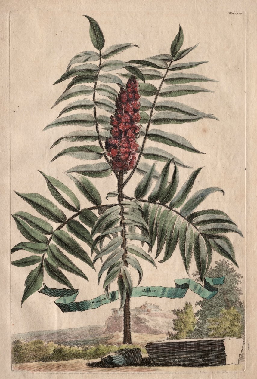 Phytographia Curiosa: Sumach Arbor autorstwa Abraham Munting