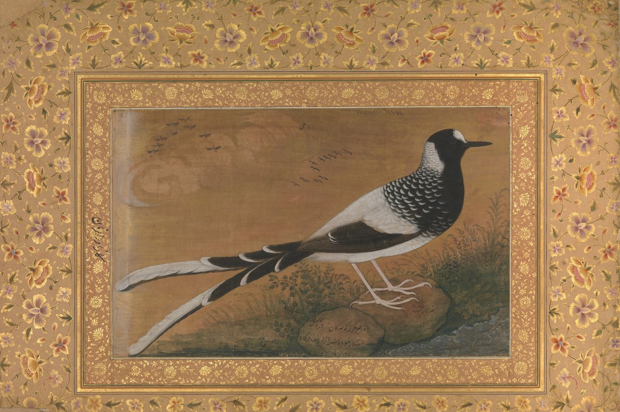 Cętkowany widłogon, folio z albumu Shah Jahan, odbyt: ca. 1610-15, verso ca. 1540. autorstwa Abu al Hasan
