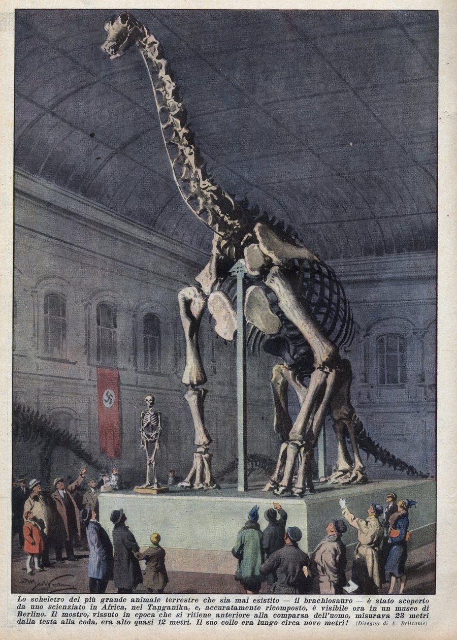 Instalacja w muzeum w Berlinie szkieletu brachiozaura odkrytego przez naukowca w Afryce. Ilustracja Achillesa Beltrame w „La domenica del corriere” z 12.12.1937 r. autorstwa Achille Beltrame