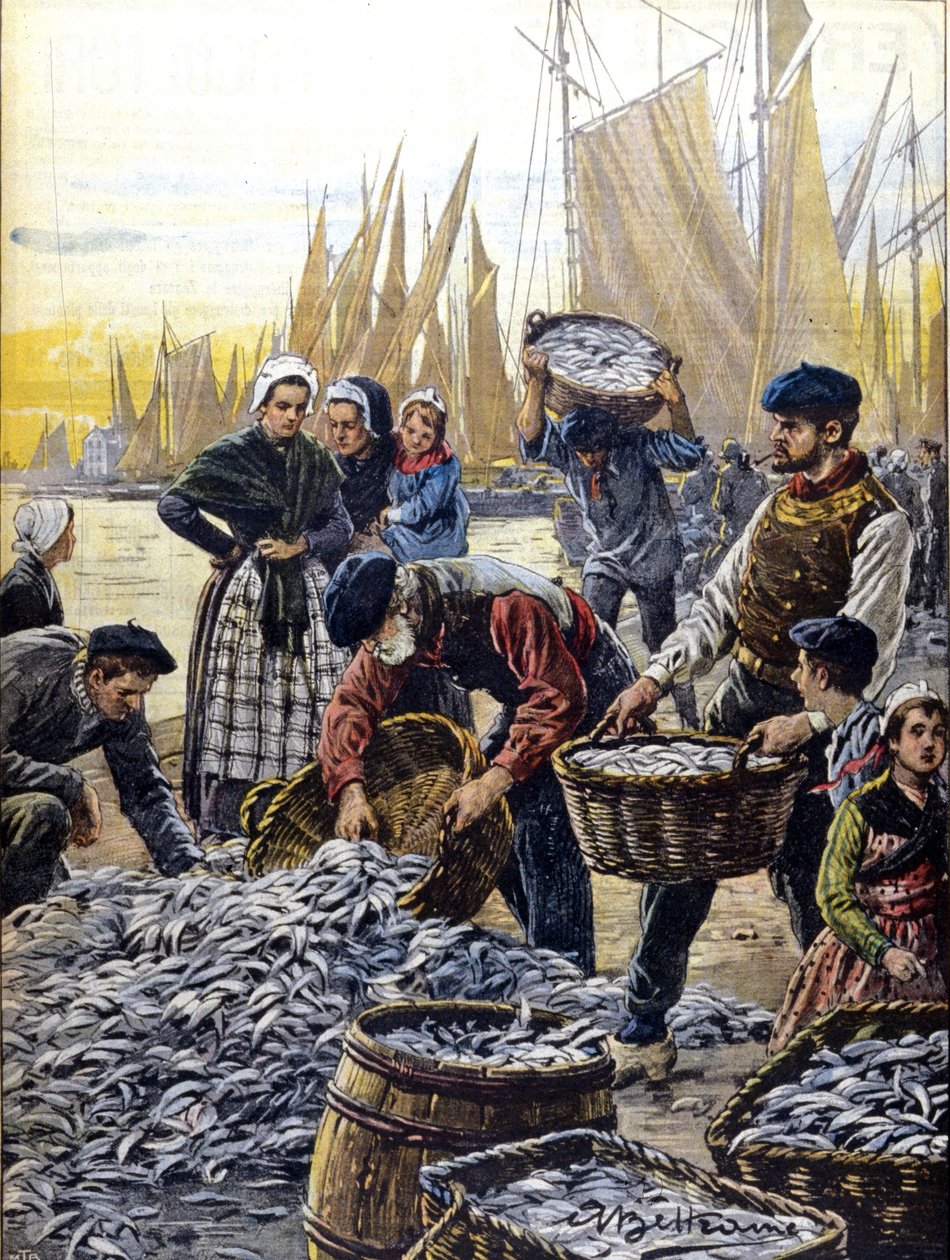 Połowy sardynek w Bretanii w 1903 r. ilustracja autorstwa Achille Beltrame autorstwa Achille Beltrame
