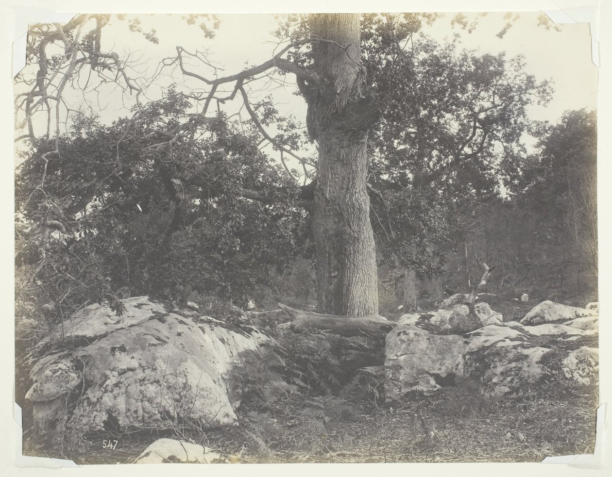 Las i skały, Fontainebleau autorstwa Achille Quinet