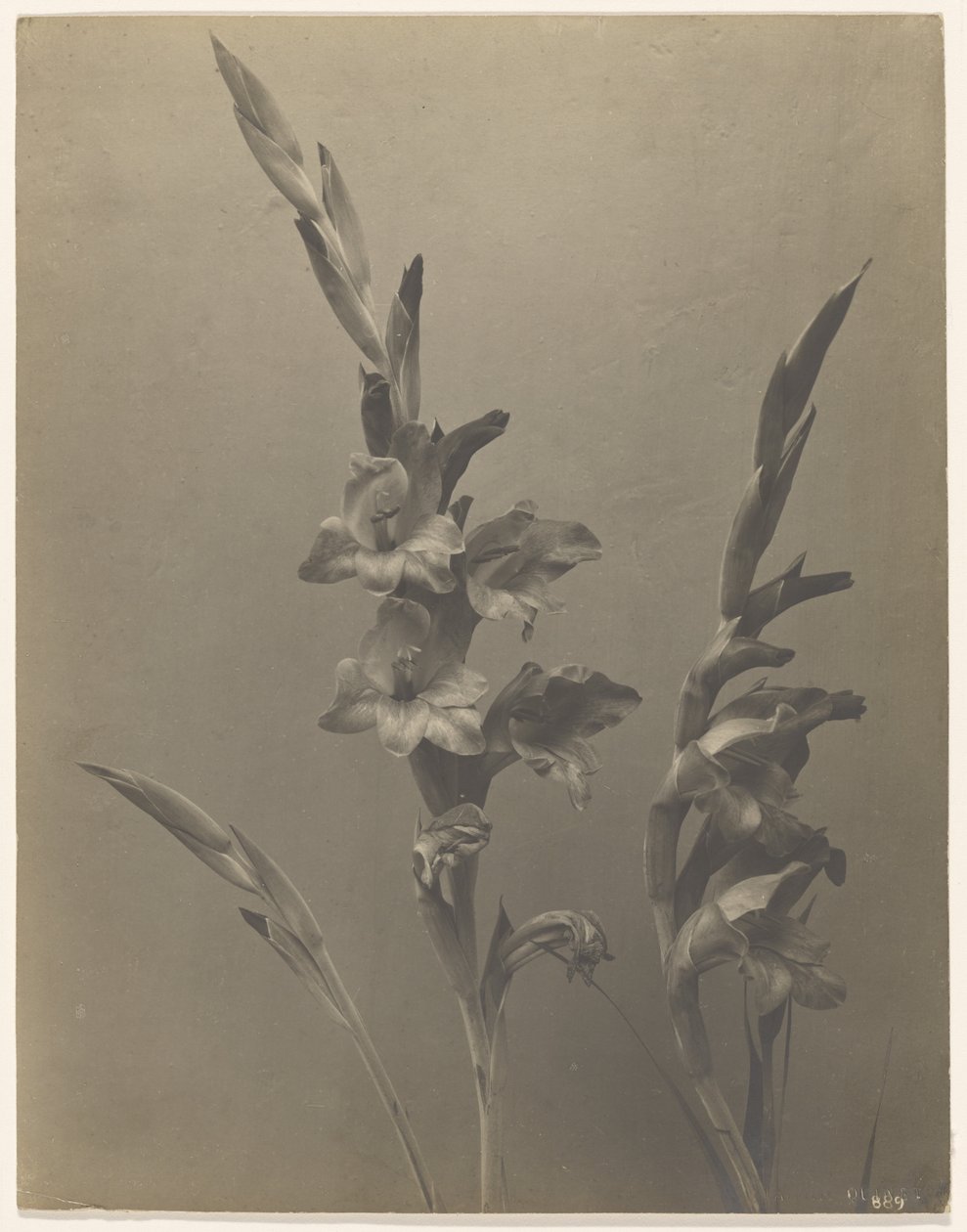 [Gladiolus] autorstwa Achille Quinet