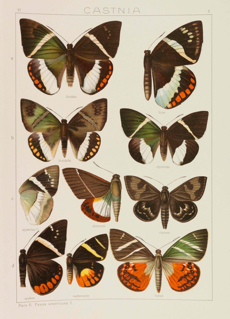 Wielkie Motyle Ziemi Makrolepidoptera Świata, 1909. autorstwa Adalbert Seitz