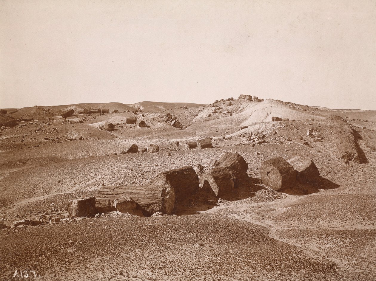 W Skamieniałym Lesie (widok ogólny, Middle Park), ok. 1895-1897 (zdjęcie) autorstwa Adam Clark Vroman