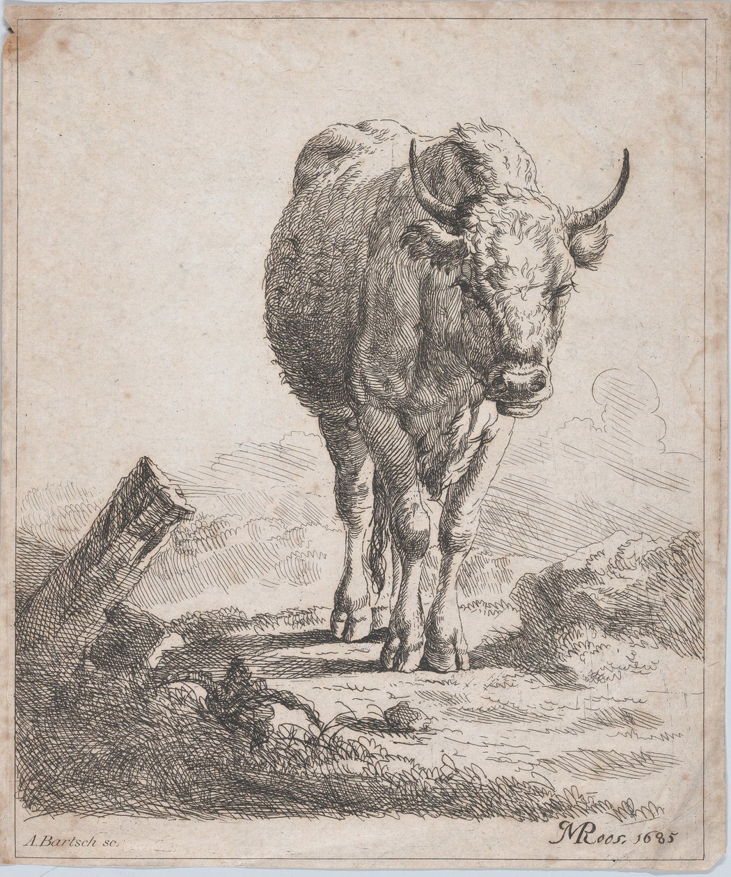 Krowa widziana z przodu, 1805 r. autorstwa Adam von Bartsch
