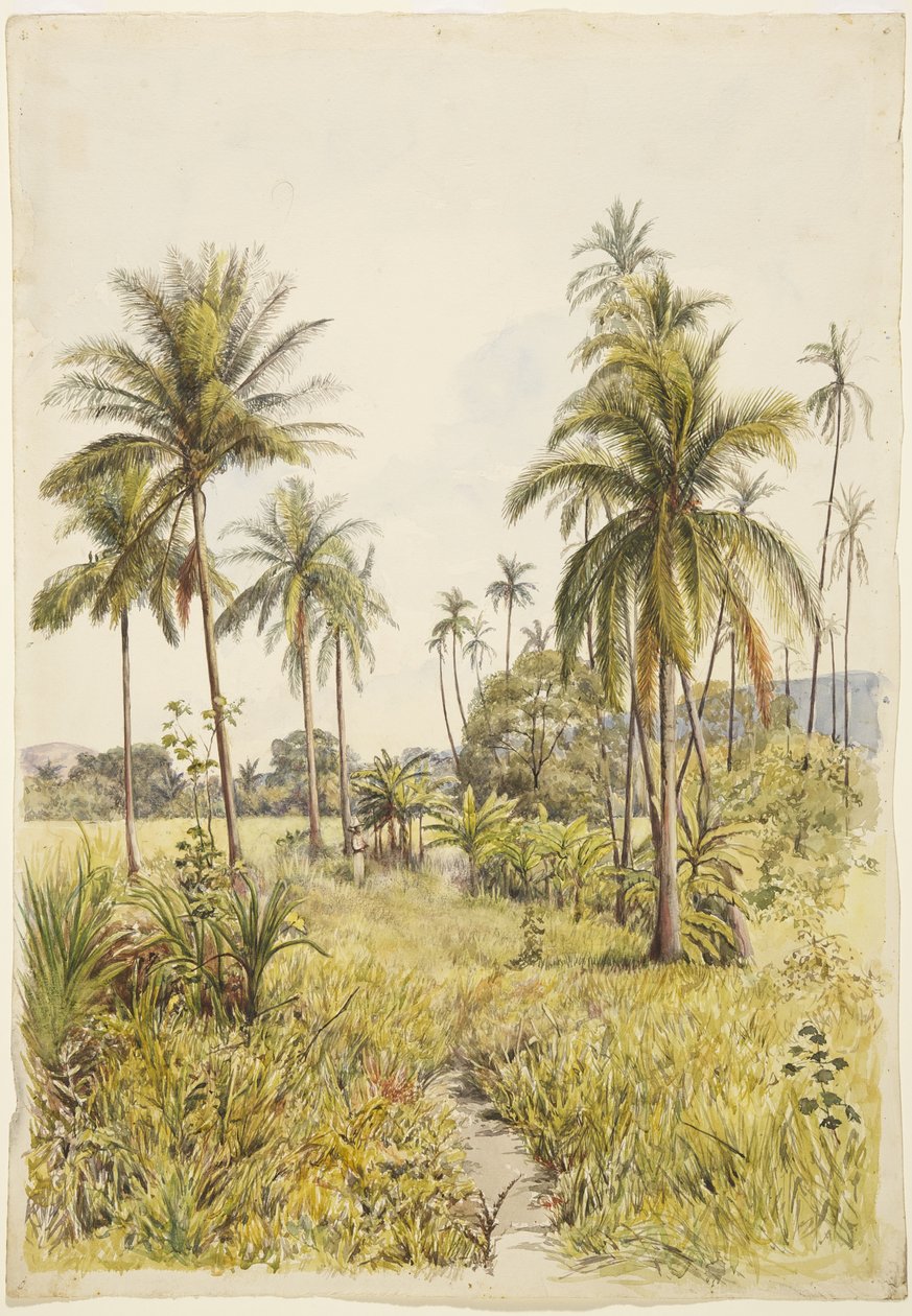 Palmy, Colima (akwarela) autorstwa Adela Breton